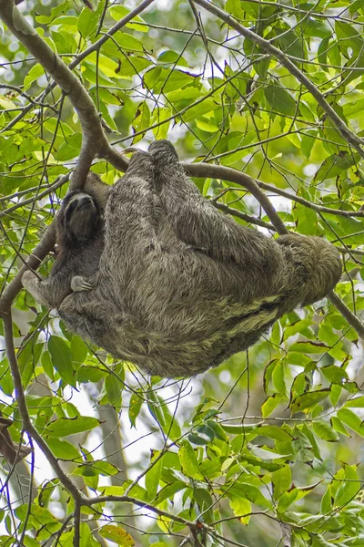 Karibiska Havet Costa Rica Tretåig Sengångare Brun Halsad Sengångare — Stockfoto