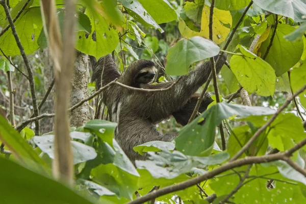 Καραϊβική Θάλασσα Κόστα Ρίκα Τριδάκτυλος Sloth Brown Throated Sloth — Φωτογραφία Αρχείου