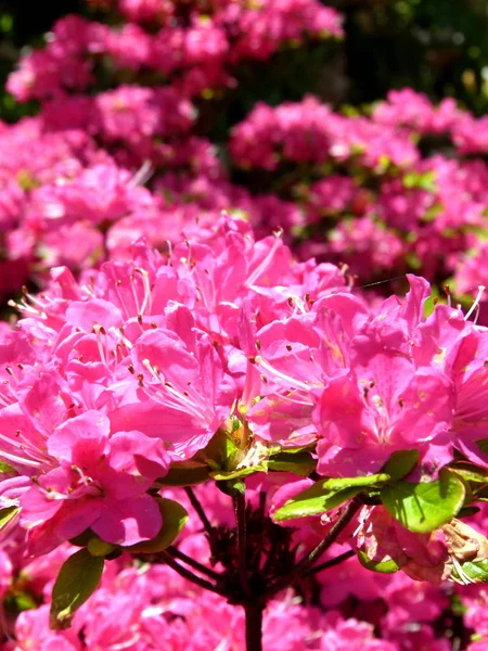 Pink Flowers Garden — Stock Photo, Image