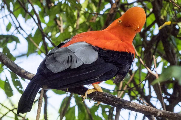 Närbild Vackra Macaw Papegoja — Stockfoto