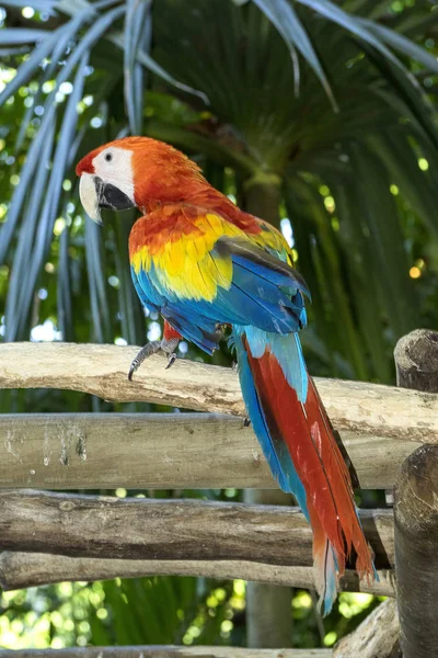 Zbliżenie Widok Pięknej Papugi Macaw — Zdjęcie stockowe