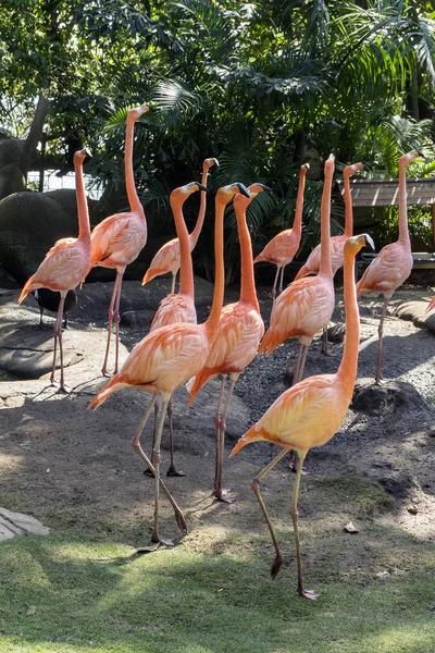 Schilderachtig Uitzicht Prachtige Flamingo Vogel Natuur — Stockfoto