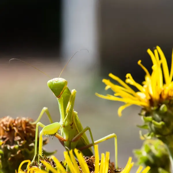 Orando Insecto Mantis Insecto —  Fotos de Stock
