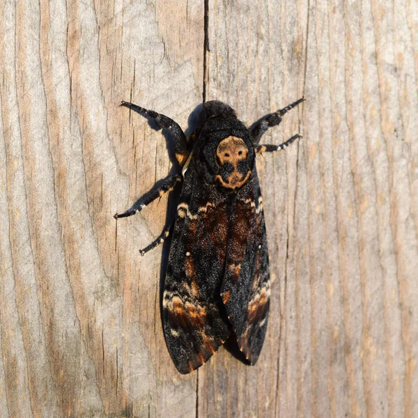 Ölü Kafa Brazhnik Ailesine Ait Büyük Büyük Kelebek Gece Böcek — Stok fotoğraf