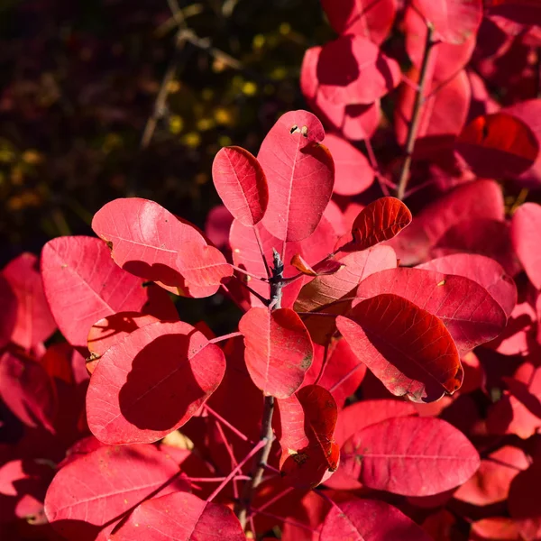 Cor Vermelha Outono Folhas Cotinus Coggygria Tintas Queda — Fotografia de Stock