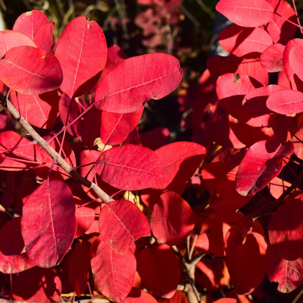 Осінньо Червоний Колір Листя Корінної Когніції Фарби Осені — стокове фото
