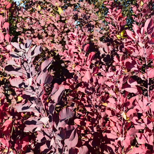 Podzimní Červená Barva Listů Kogyzrie Cotinus Barvy Podzimu — Stock fotografie