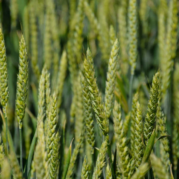 Spindlar Grönt Vete Mognadslagrat Vete Fältet — Stockfoto