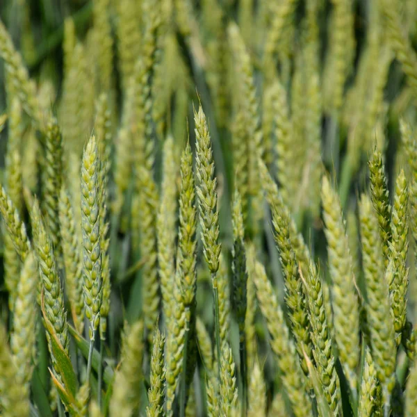 Spikelets Green Wheat Ripening Wheat Field — Stock Photo, Image