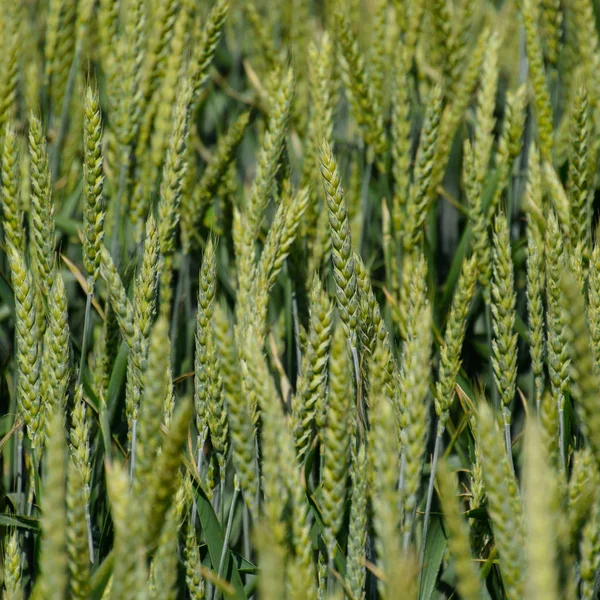 Spikeletten Van Groene Tarwe Rijping Tarwe Het Veld — Stockfoto