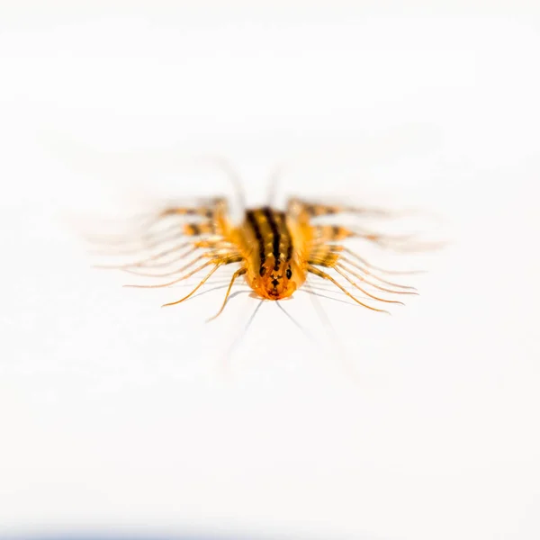 Malerischer Blick Auf Den Schönen Fliegenfänger Vogel — Stockfoto