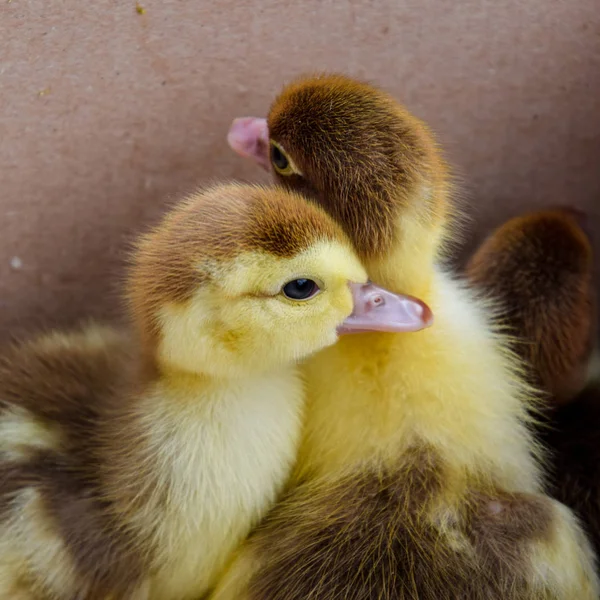 Ducklings 오리의 건초는 바닥과 숙박에 상자에 오리의 Ducklings — 스톡 사진