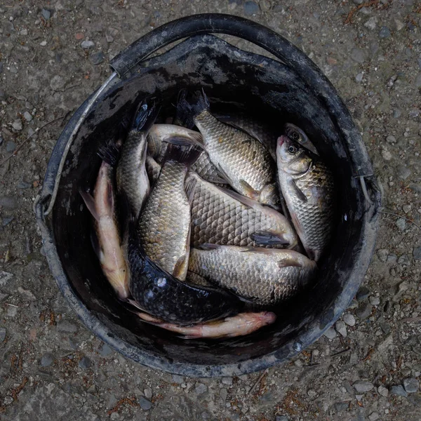River fish in a plastic bucket. Fish catch. Carp and carp. Weed fish