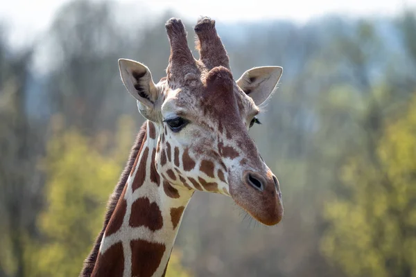 Retrato Jirafa Rothschild Giraffa Camelopardalis Rothschildi — Foto de Stock
