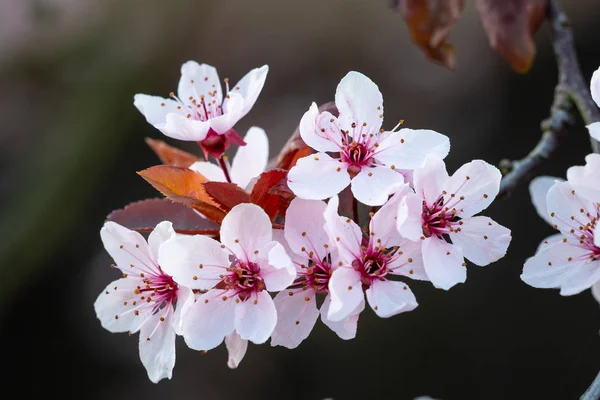 Vår Blomma Blommor Träd — Stockfoto