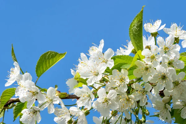 Tavaszi Virágzó Virágok Fán — Stock Fotó