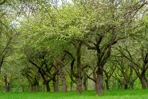 Kirschgarten Baumstamm Kirsche Einer Reihe Kirschbaumallee — Stockfoto