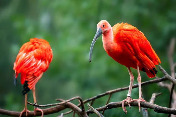 Vacker Utsikt Över Vackra Ibis Fågel — Stockfoto