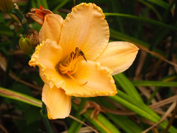 Hermosa Flor Lirio Día Amarillo Hemerocallis Con Mosca Hoverfly Visita —  Fotos de Stock