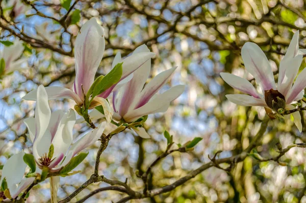 Prachtige Magnolia Bloemen Bloei Tijdens Lente — Stockfoto