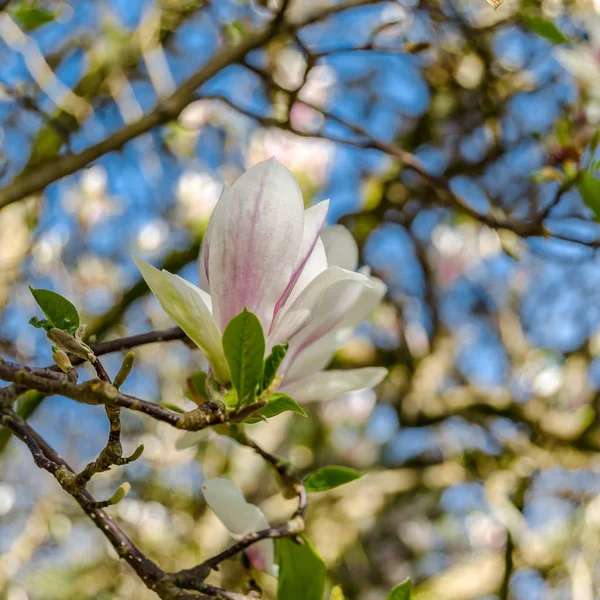 Magnolia Flowers Petals Bloom Spring Flora — Stock Photo, Image