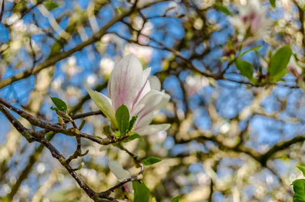 Magnolia Bloemen Bloemblaadjes Bloeien Lente Flora — Stockfoto
