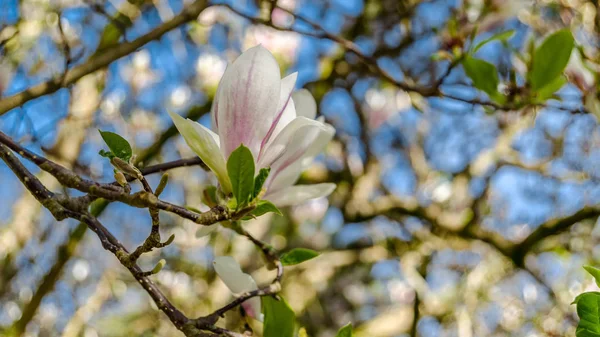 Magnolia Virágok Szirmok Virágzanak Tavaszi Növény — Stock Fotó