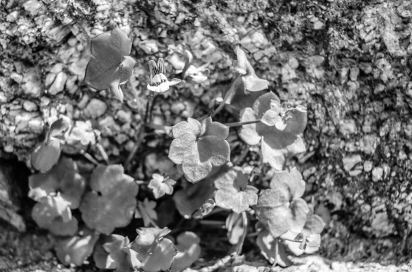 Wilde Kleine Schnappdrachenblume Blüht Frühling — Stockfoto