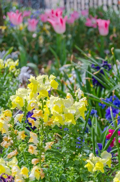 春天花园里盛开的五颜六色的花朵 — 图库照片