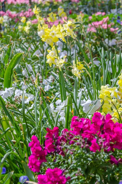 Bunga Bunga Berwarna Mekar Taman Selama Musim Semi — Stok Foto