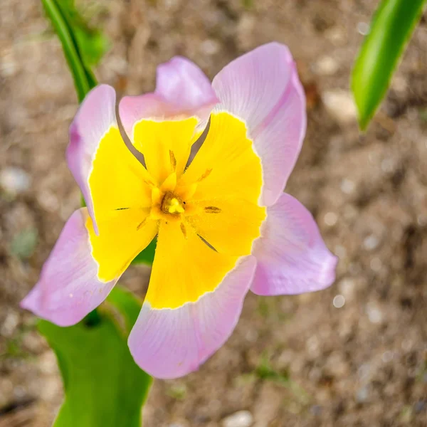 Барвисті Квіти Квітучі Саду Під Час Весни — стокове фото