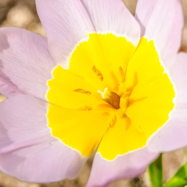 Барвисті Квіти Квітучі Саду Під Час Весни — стокове фото