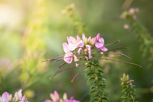 Achtergrond Afbeelding Van Kleurrijke Bloemen Achtergrond Natuur — Stockfoto