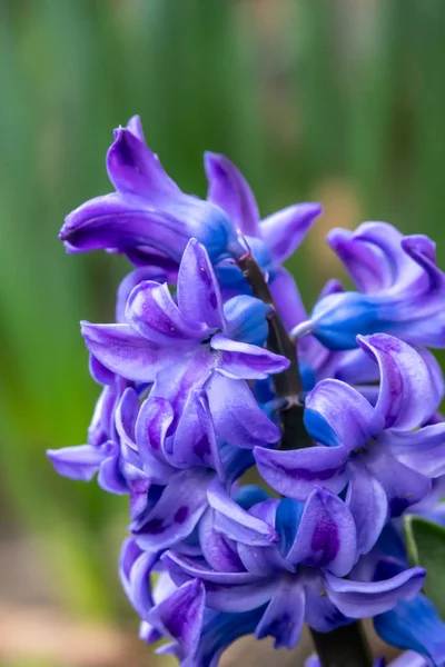 Purple Flowers Wild Nature — Stock Photo, Image