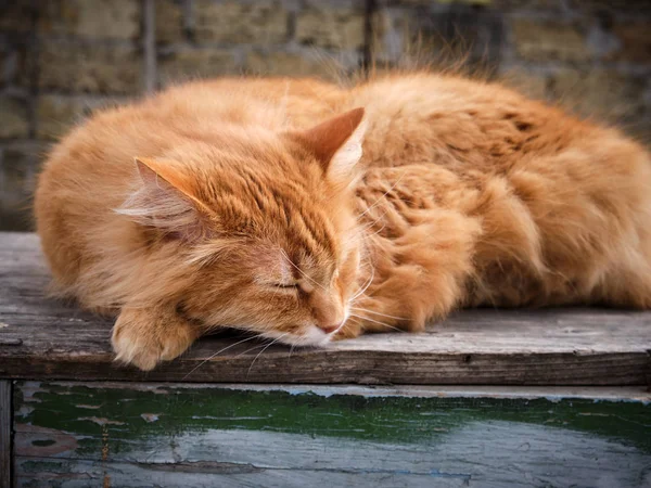 Erwachsene Rote Flauschige Katze Schläft Zusammengerollt Auf Der Straße Nahaufnahme — Stockfoto