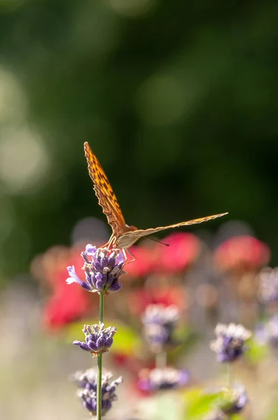 Beautiful Argynnis Paphia Butterfly Lavender Angustifolia Lavandula Sunlight Herb Garden — Stock Photo, Image