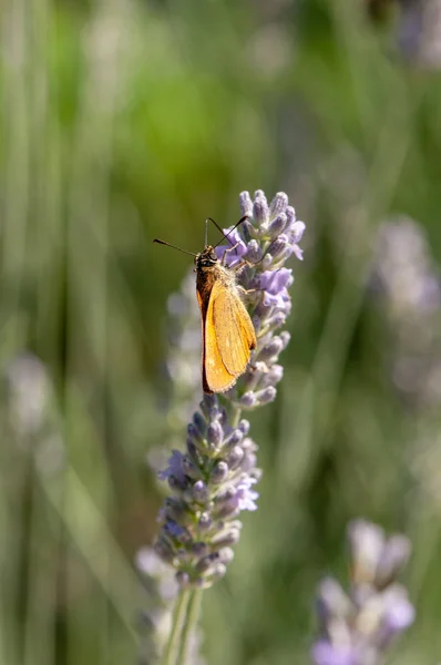 Schöner Argynnis Paphia Schmetterling Auf Lavendel Angustifolia Lavandula Sonnenlicht Kräutergarten — Stockfoto