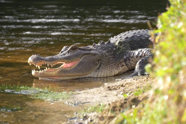 Cocodrilo Orilla Del Lago Encuentra Cerca Del Agua Con Una —  Fotos de Stock