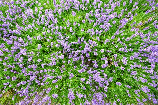 Campo Lavanda Vista Superior Fundo Estilo Suave Desfocado Para Fundo — Fotografia de Stock