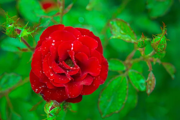 Rosa Roja Como Fondo Natural Festivo Enfócate Flor Rosa Roja — Foto de Stock