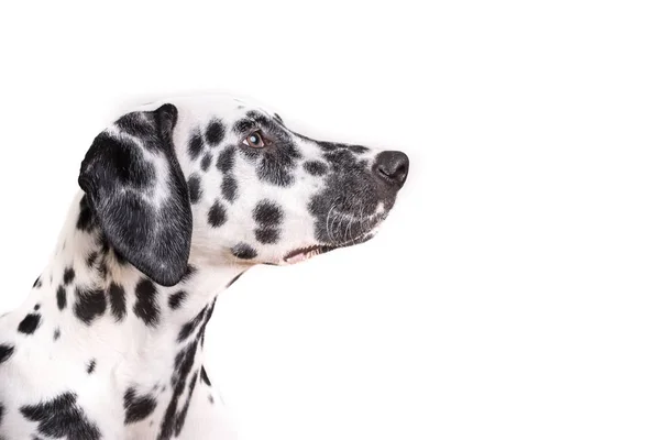 Tiro Cabeça Jovem Cão Dálmata Isolado Fundo Branco — Fotografia de Stock