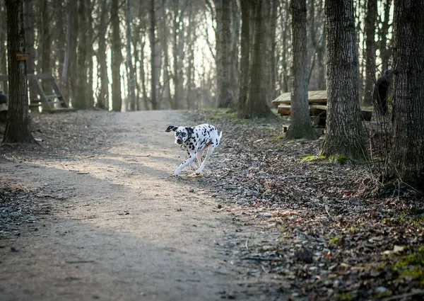 Молодой Далматинский Пес Счастливо Бегает Лесу — стоковое фото