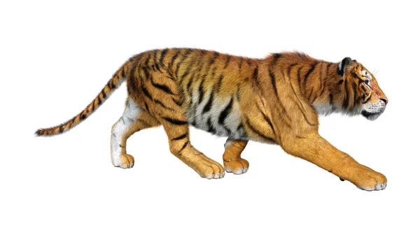 Renderização Tigre Grande Gato Isolado Fundo Branco — Fotografia de Stock