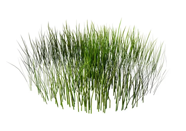Weergave Van Een Stuk Gras Geïsoleerd Witte Achtergrond — Stockfoto