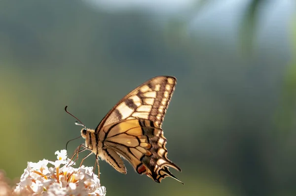 Beautiful Butterfly White Buddleja Davidii Sunlight Herb Garden — Stock Photo, Image