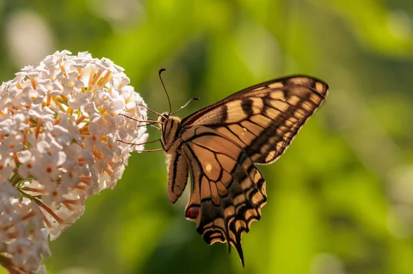 Beyaz Buddleja Davidi Nin Üzerindeki Güzel Kelebek Bitki Bahçesinde Gün — Stok fotoğraf