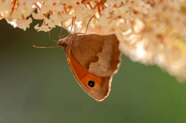 Gyönyörű Argynis Paphia Pillangó Fehér Buddleja Davidii Napfényben Gyógynövénykertben — Stock Fotó