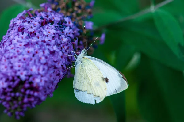 Krásný Motýl Fialové Buddleja Davidii Slunci Bylinkové Zahradě — Stock fotografie