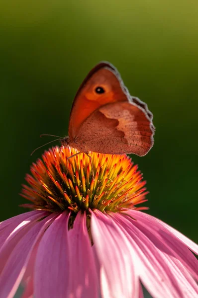 Бабочка Инацеа Пурпурная Лучах Солнца Саду Трав — стоковое фото