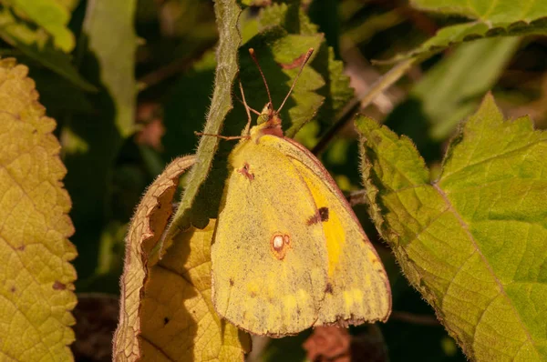 Piękny Motyl Gonepteryx Rhamni Lawendowej Angustifolii Lawandula Słońcu Ogrodzie Ziołowym — Zdjęcie stockowe